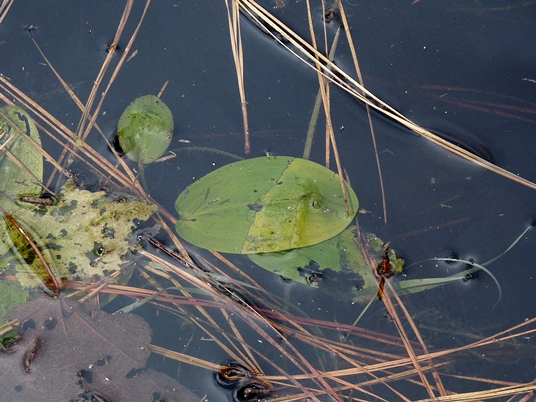 {Potamogeton pulcher}